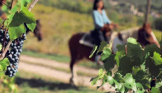 horse riding and vineyard tour 