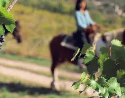 horse riding and vineyard tour 