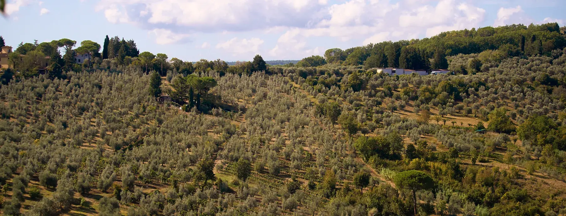 chianti