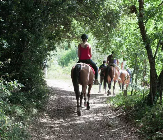 horse riding and vineyard tour 