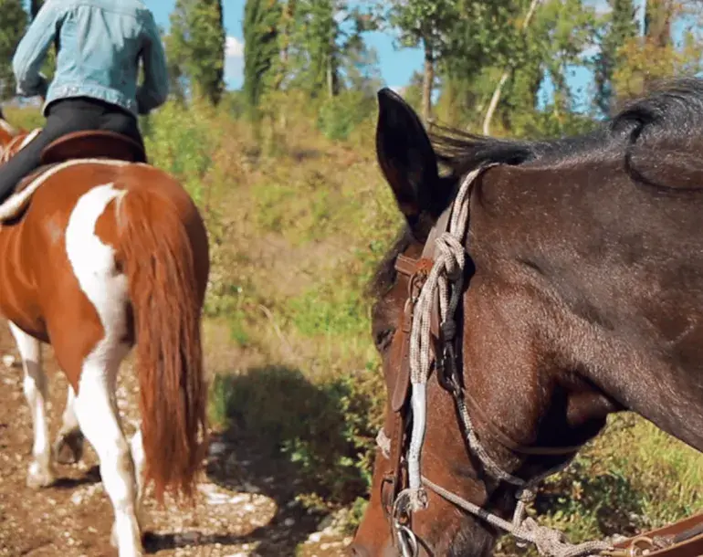 horse riding and vineyard tour