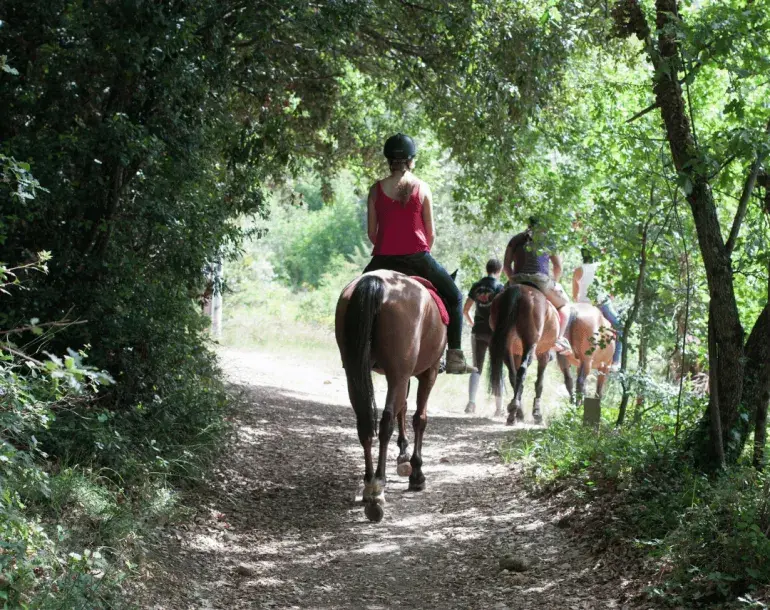 horse riding and vineyard tour