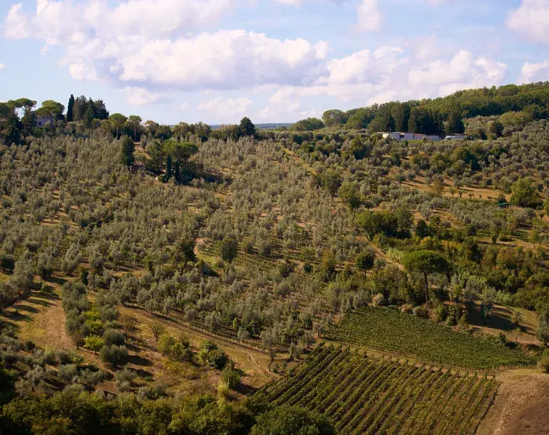 wine and olive oil tuscany
